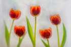 Tulip in ice Art Print